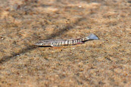 Image of Plains Killifish