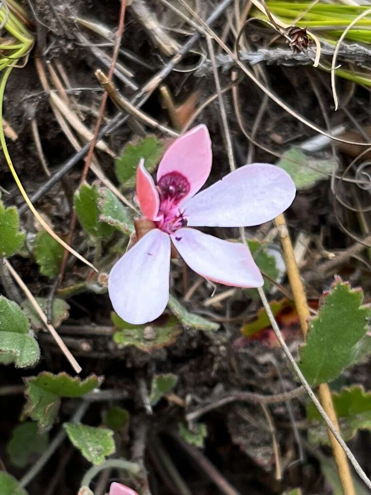 Image of Pelargonium capillare (Cav.) Willd.