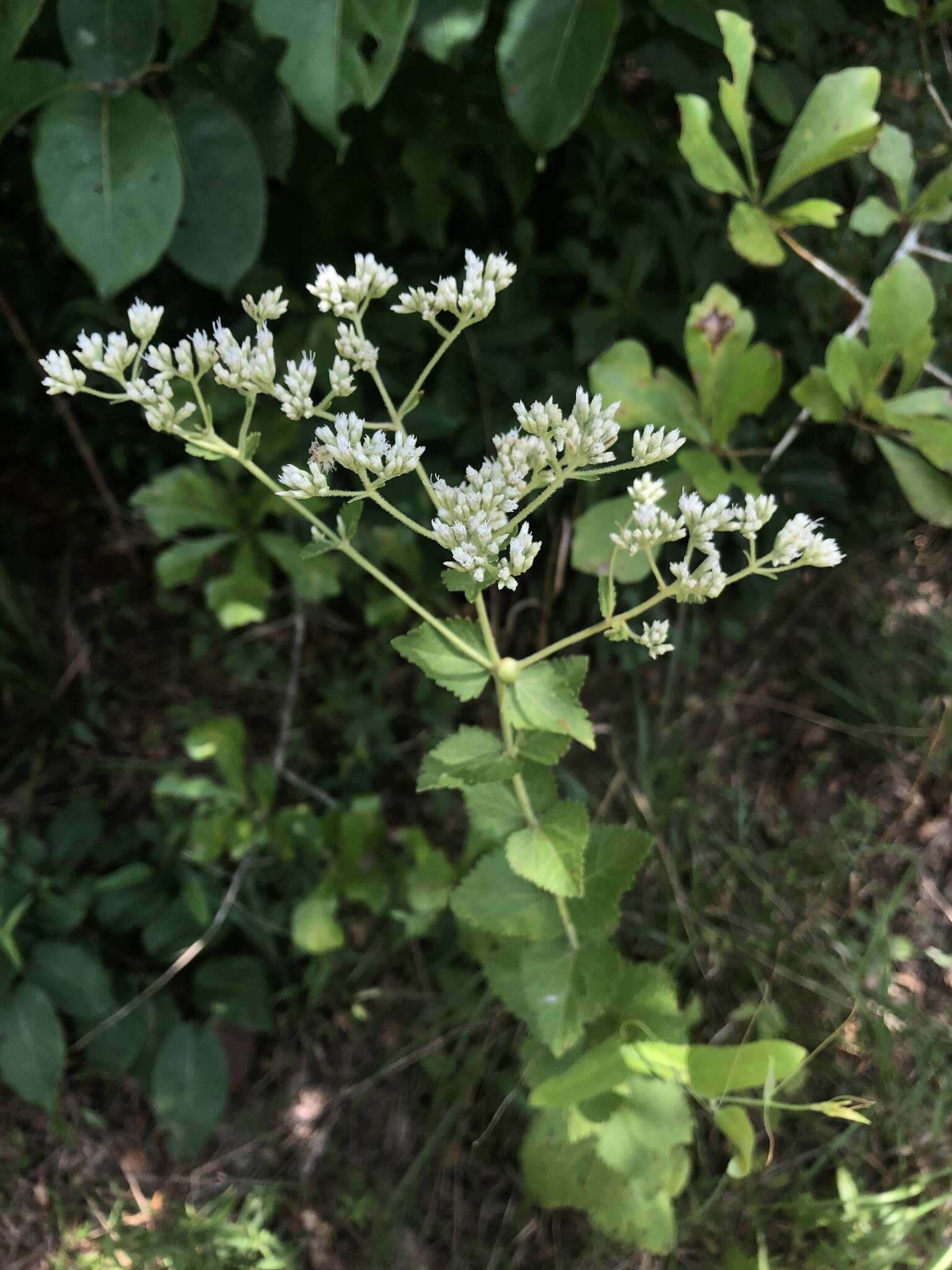 Eupatorium rotundifolium L. resmi