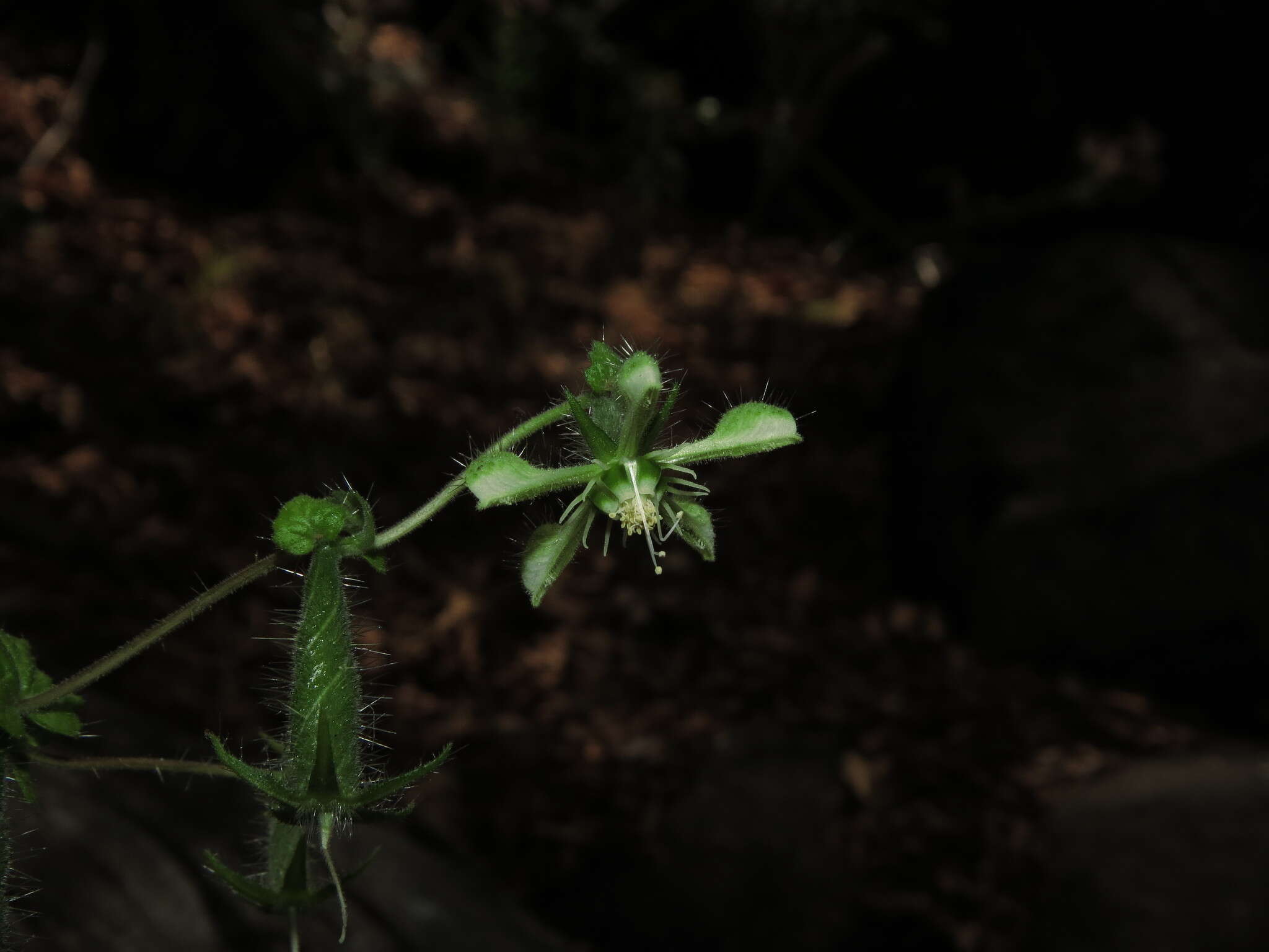 Image of Blumenbachia silvestris Poepp.