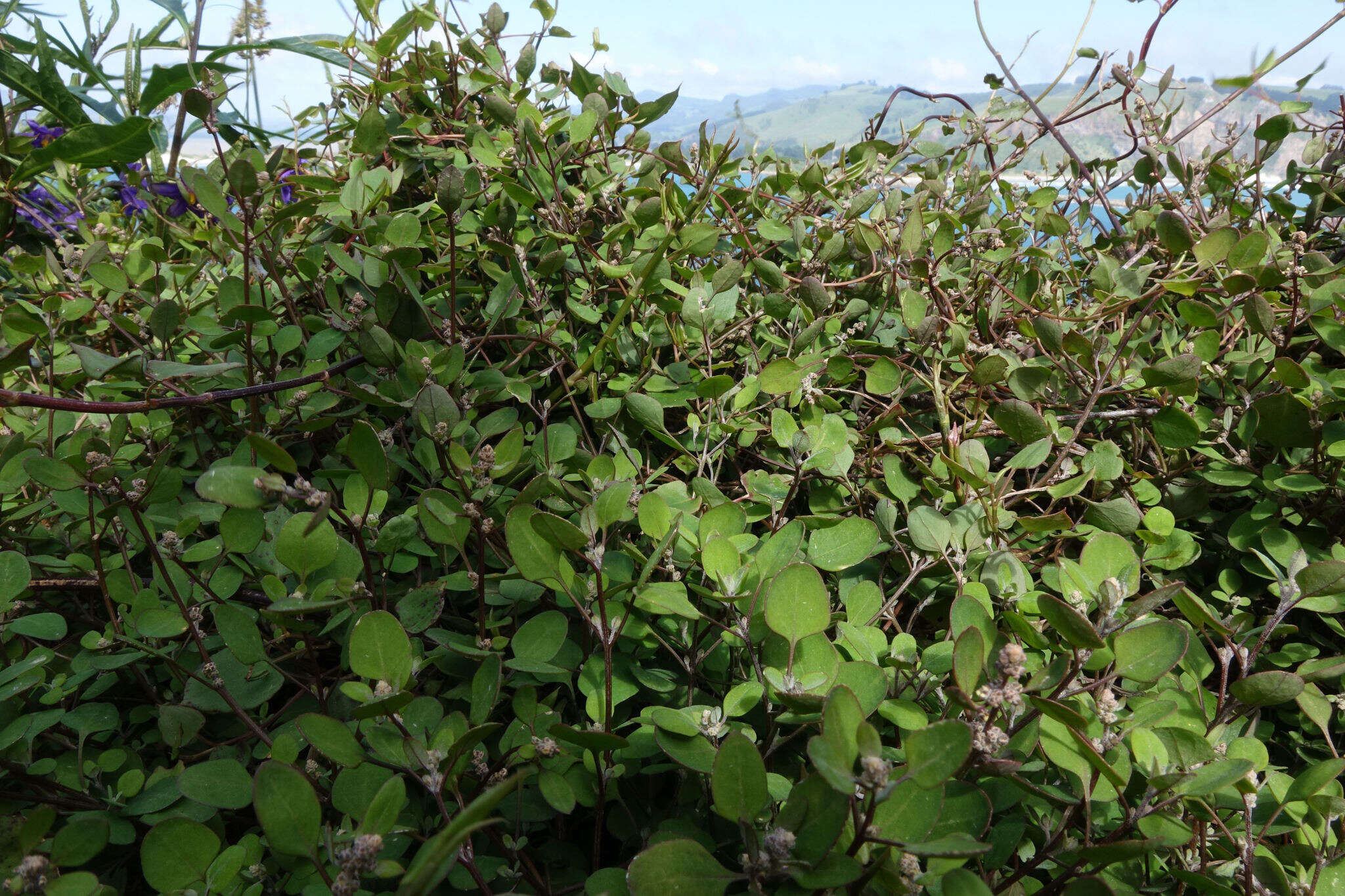 Image of Chenopodium allanii Aellen