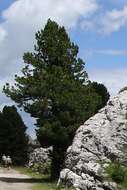 Image of Arolla Pine