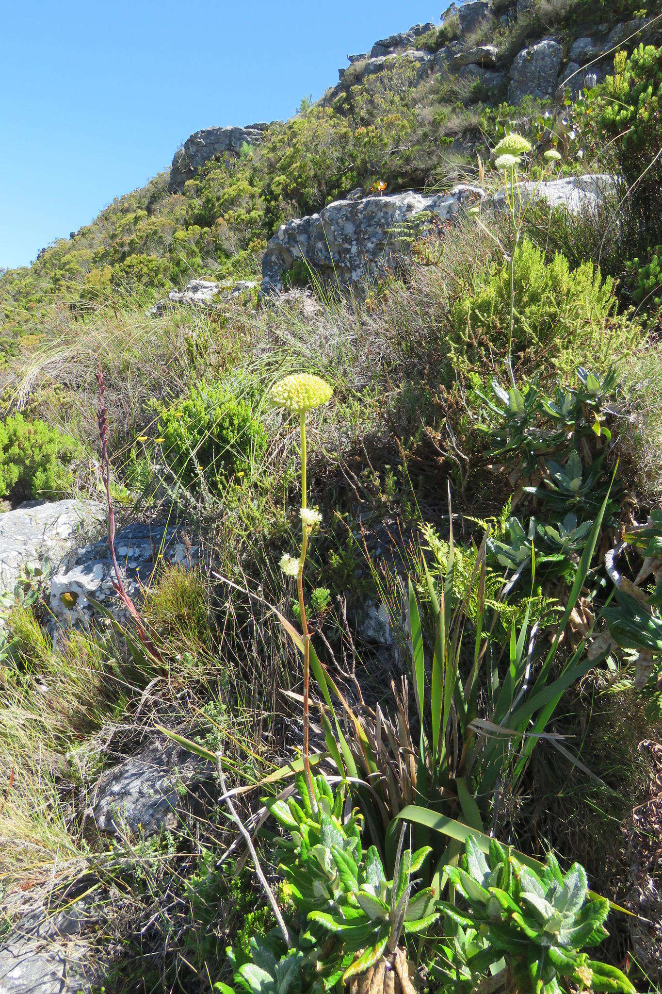 Image of Hermas villosa (L.) Thunb.