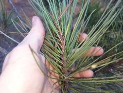 Image of coastal dwarf mistletoe