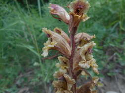 Image of Orobanche alba subsp. alba