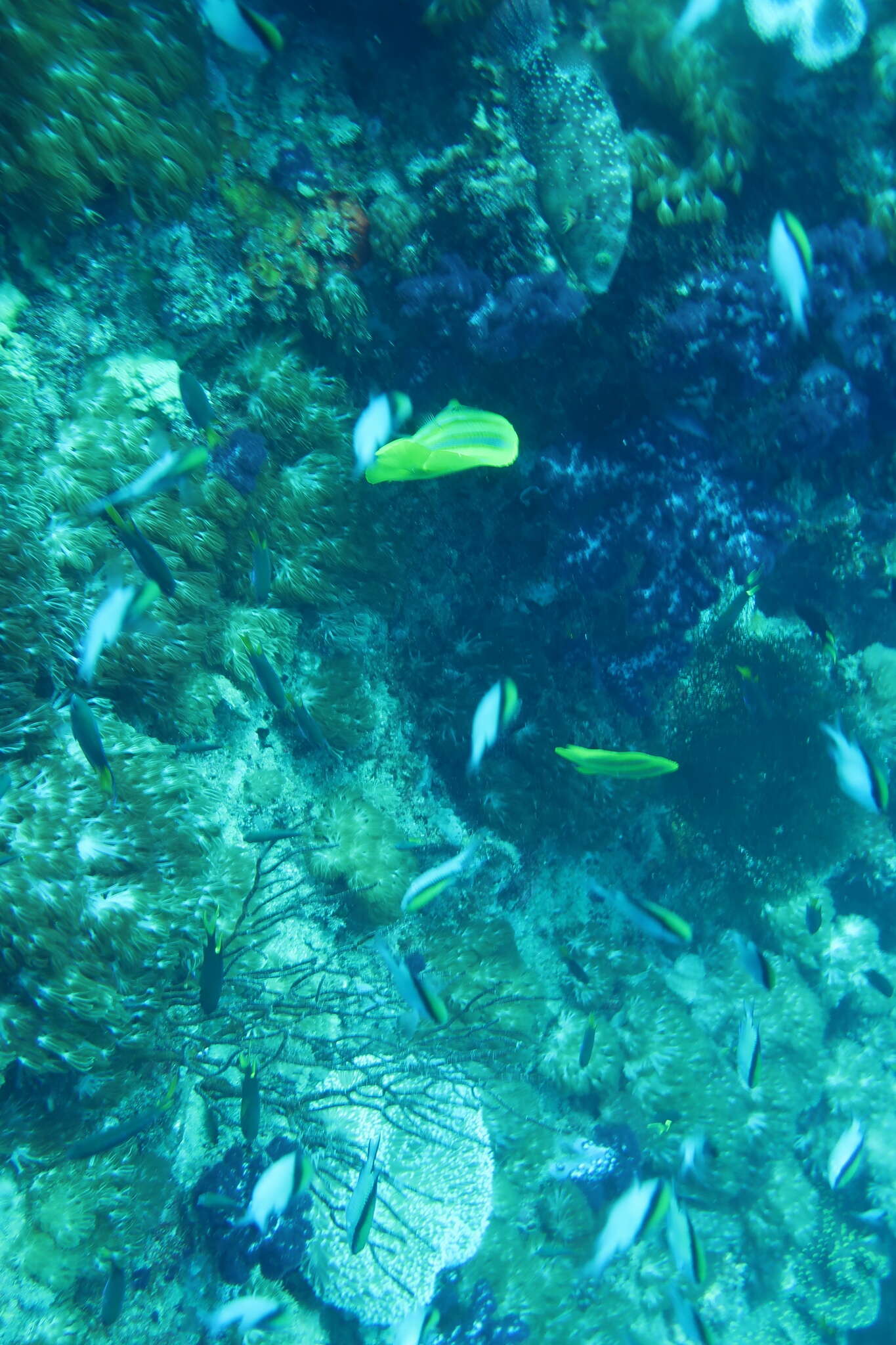 Image of Rainford's Butterflyfish