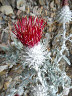 Image of snowy thistle