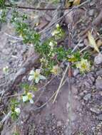 Image of Mexican cliffrose
