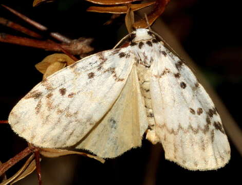 Imagem de Hectobrocha pentacyma Meyrick 1886