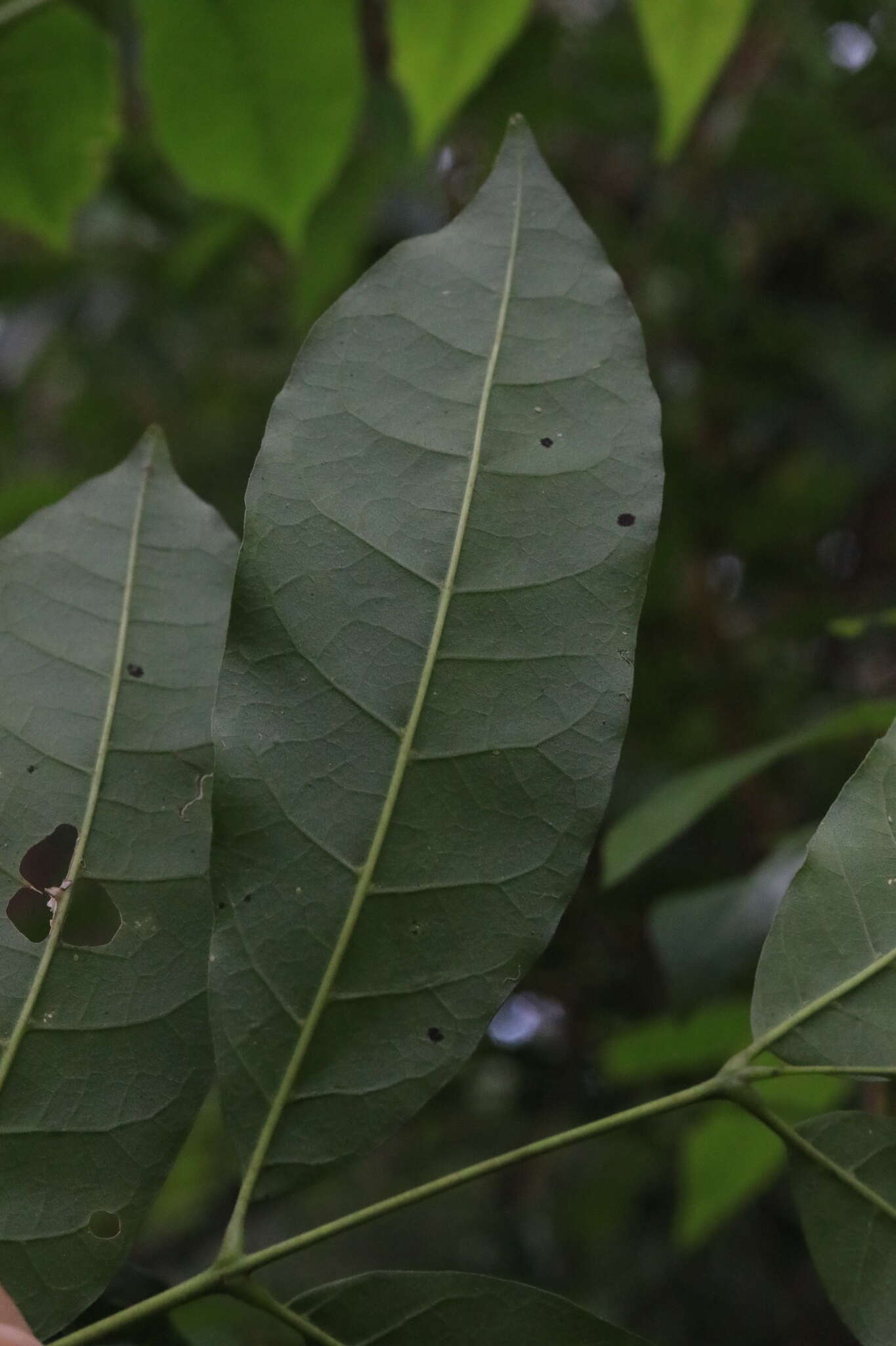 Dysoxylum mollissimum subsp. molle (Miq.) D. J. Mabberley的圖片