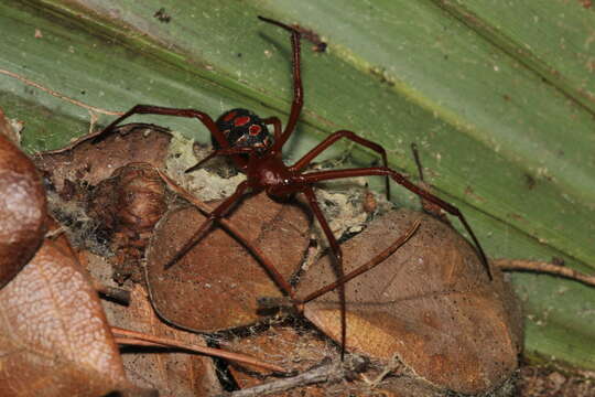 Latrodectus bishopi Kaston 1938的圖片