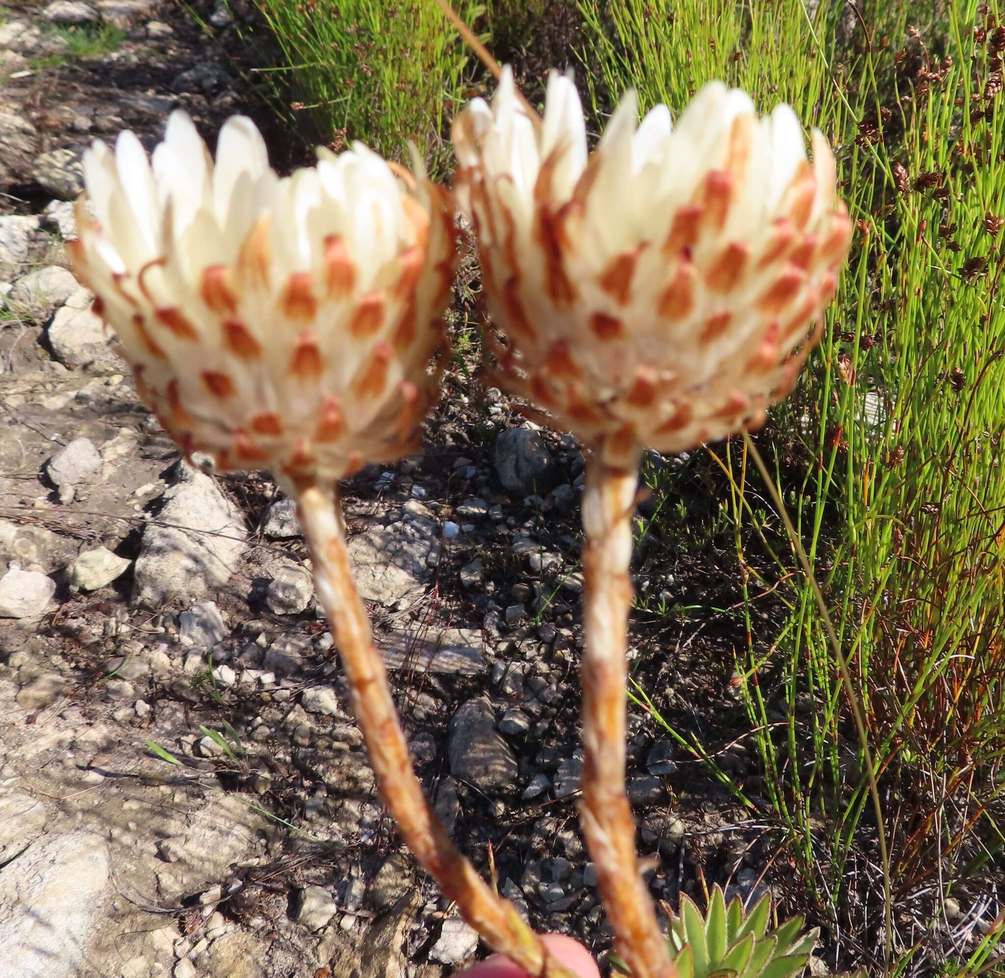 Plancia ëd Syncarpha variegata (Berg.) B. Nord.