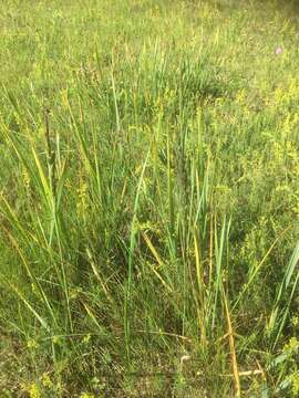 Imagem de Calamagrostis epigejos (L.) Roth