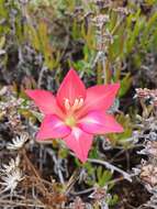 Слика од Gladiolus carmineus C. H. Wright