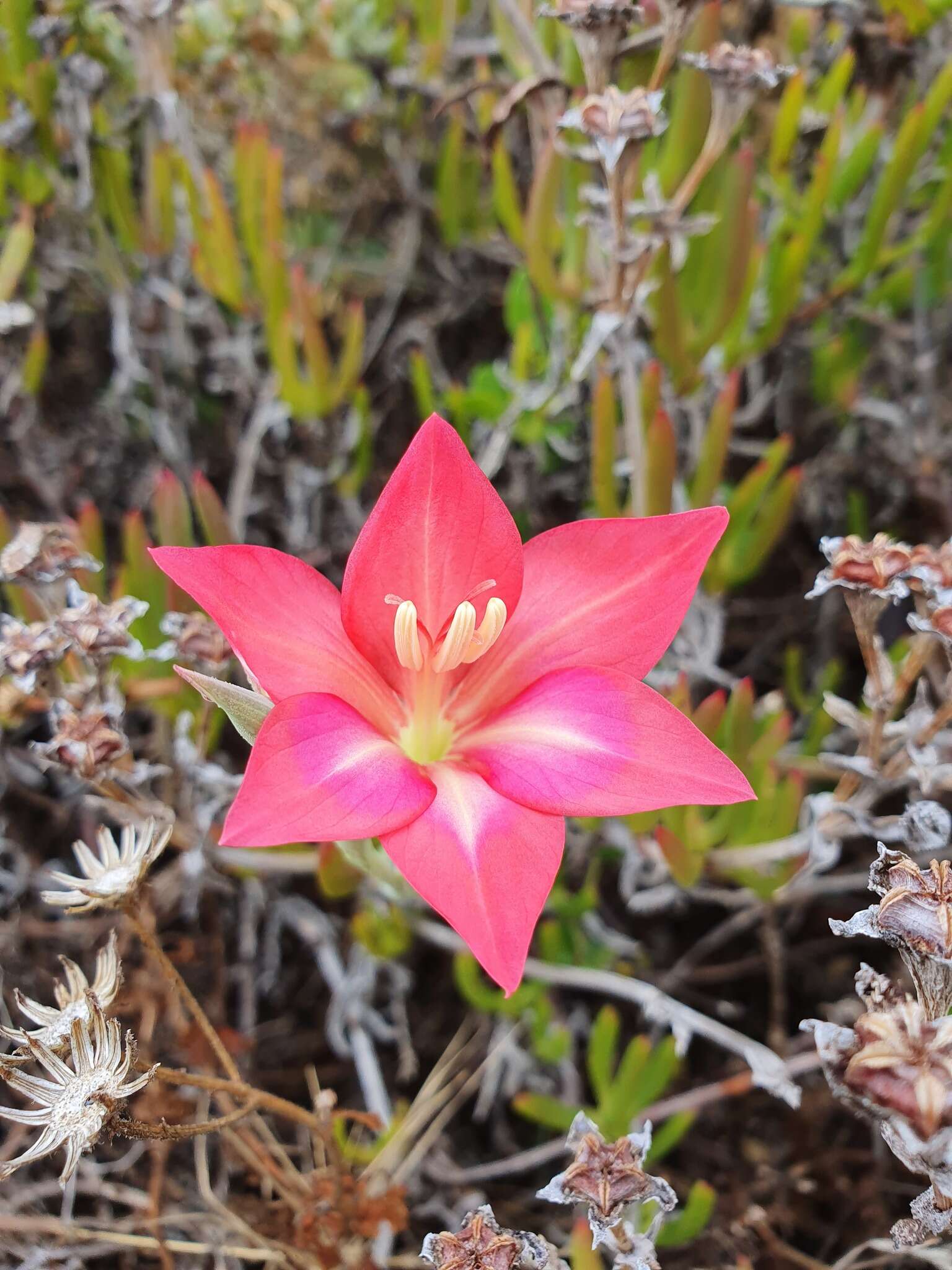 Gladiolus carmineus C. H. Wright resmi