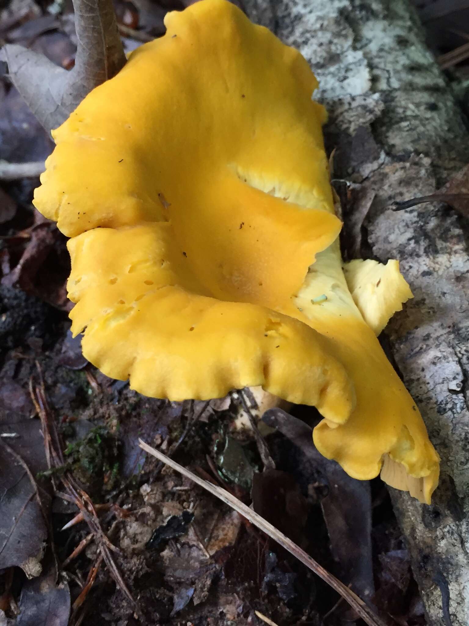 Image de Cantharellus flavus Foltz & T. J. Volk 2013