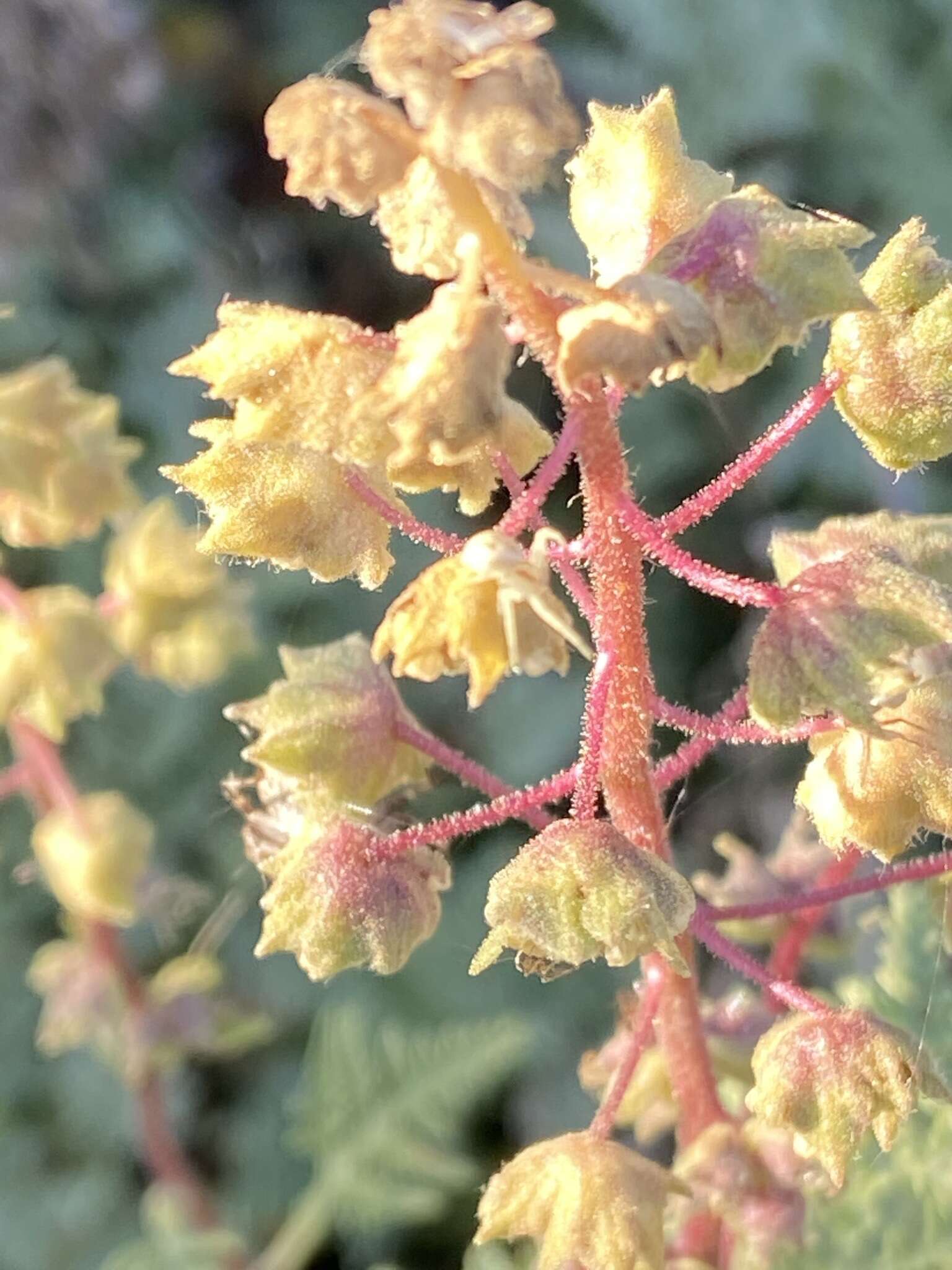 Image of Ambrosia camphorata (Greene) Payne