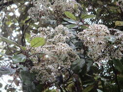 Image of <i>Olearia <i>rani</i></i> var. rani