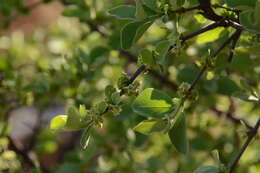 Image of Vangueria parvifolia Sond.