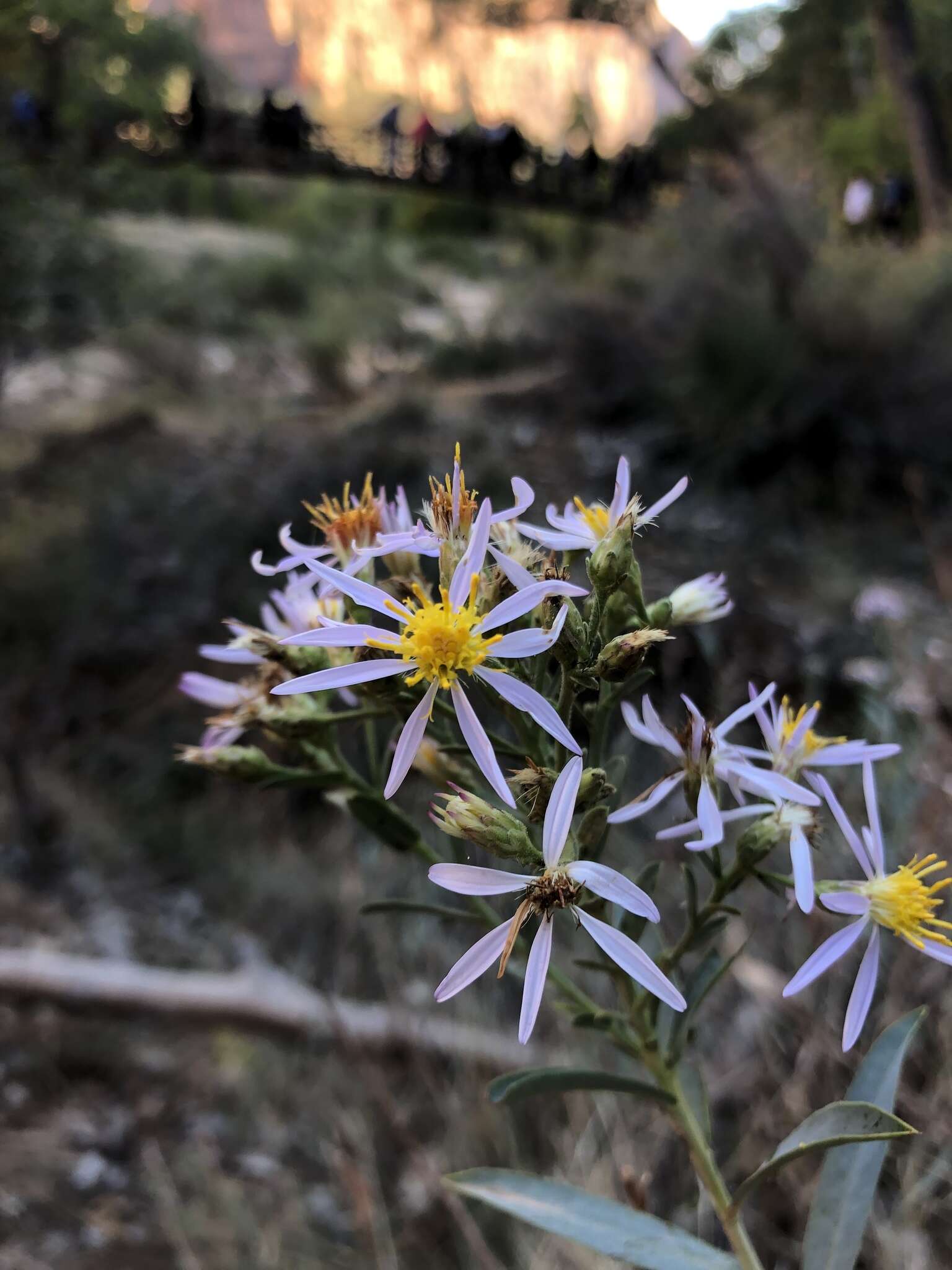 Image of gray aster