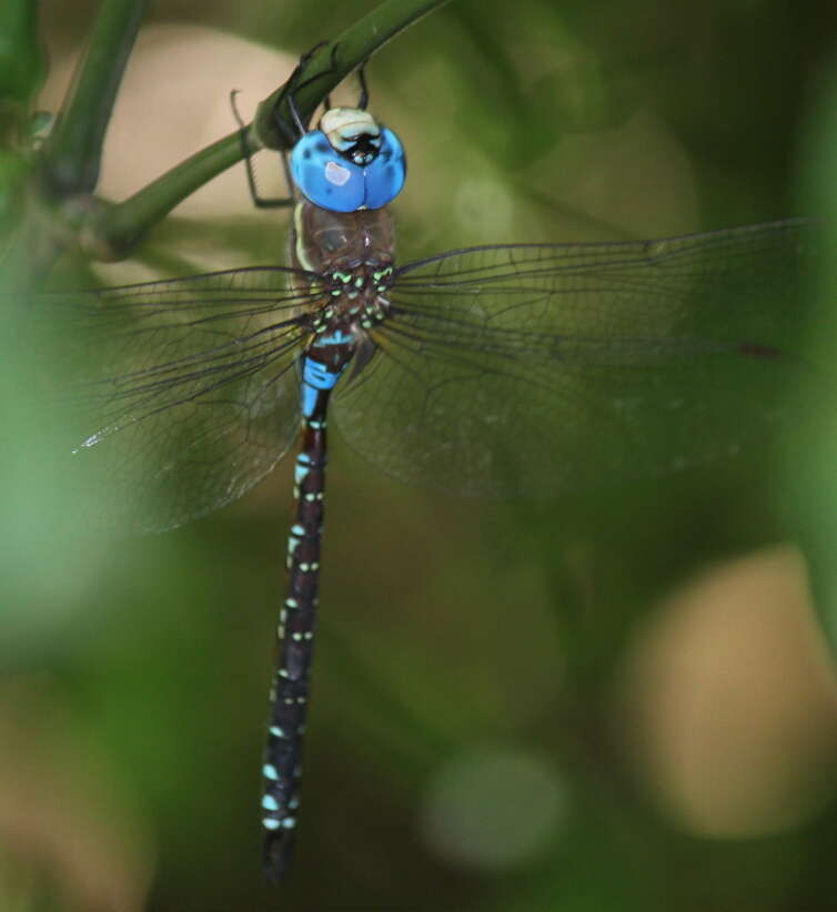 Image of Evening Hawker