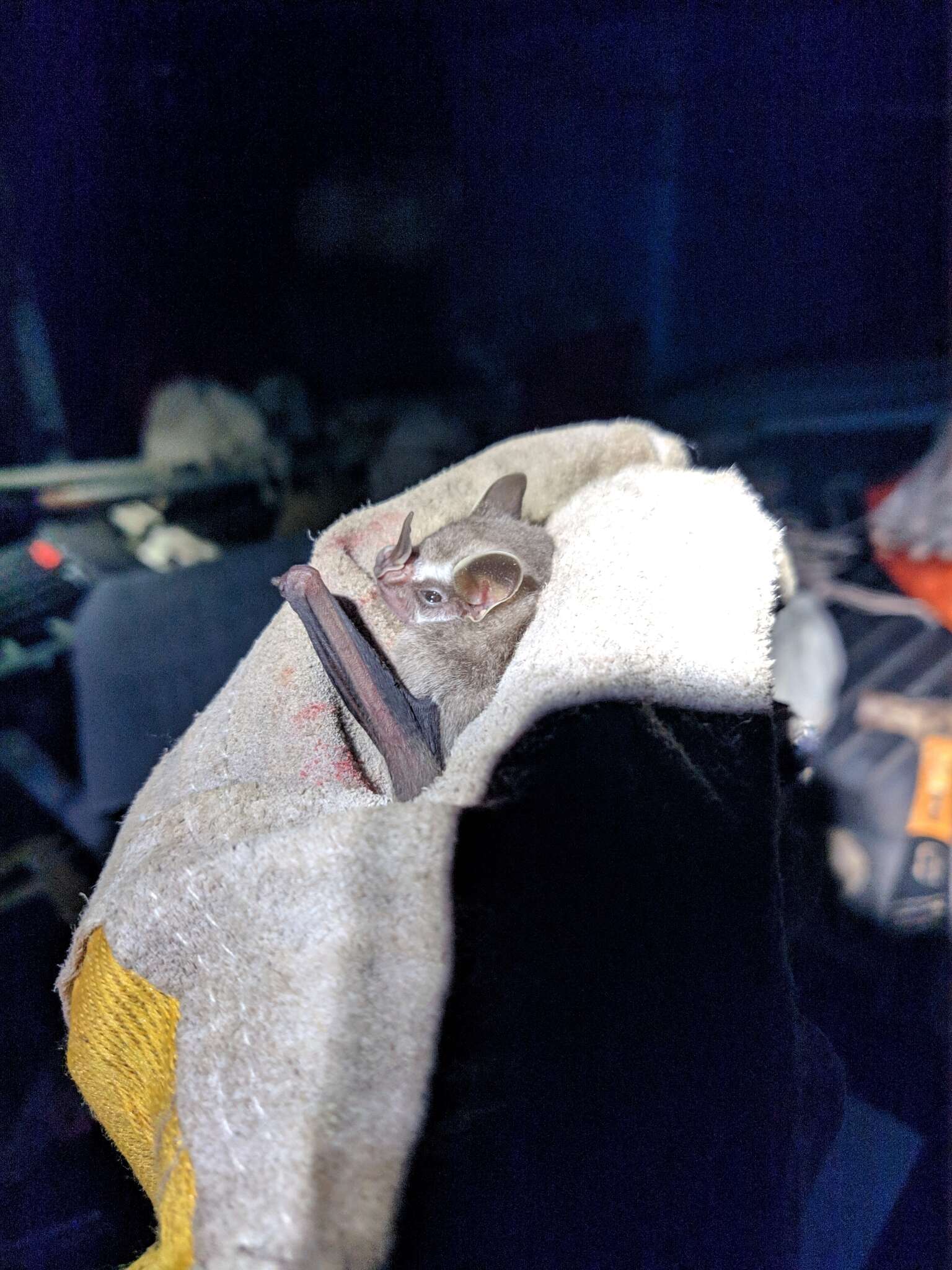 Image of Gervais's fruit-eating bat