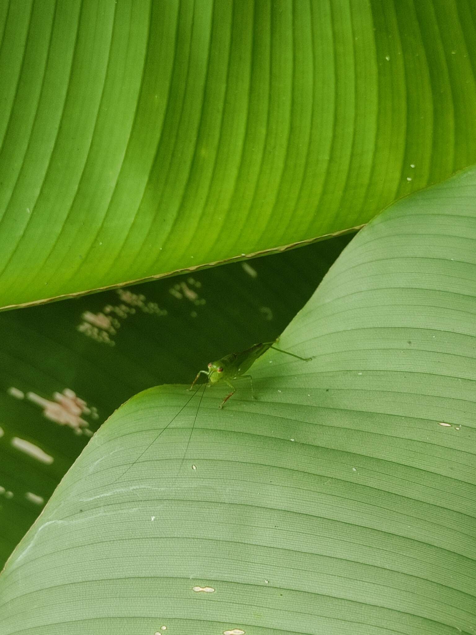 Image of Cephalophlugis cephalotes (Bolívar & I. 1888)