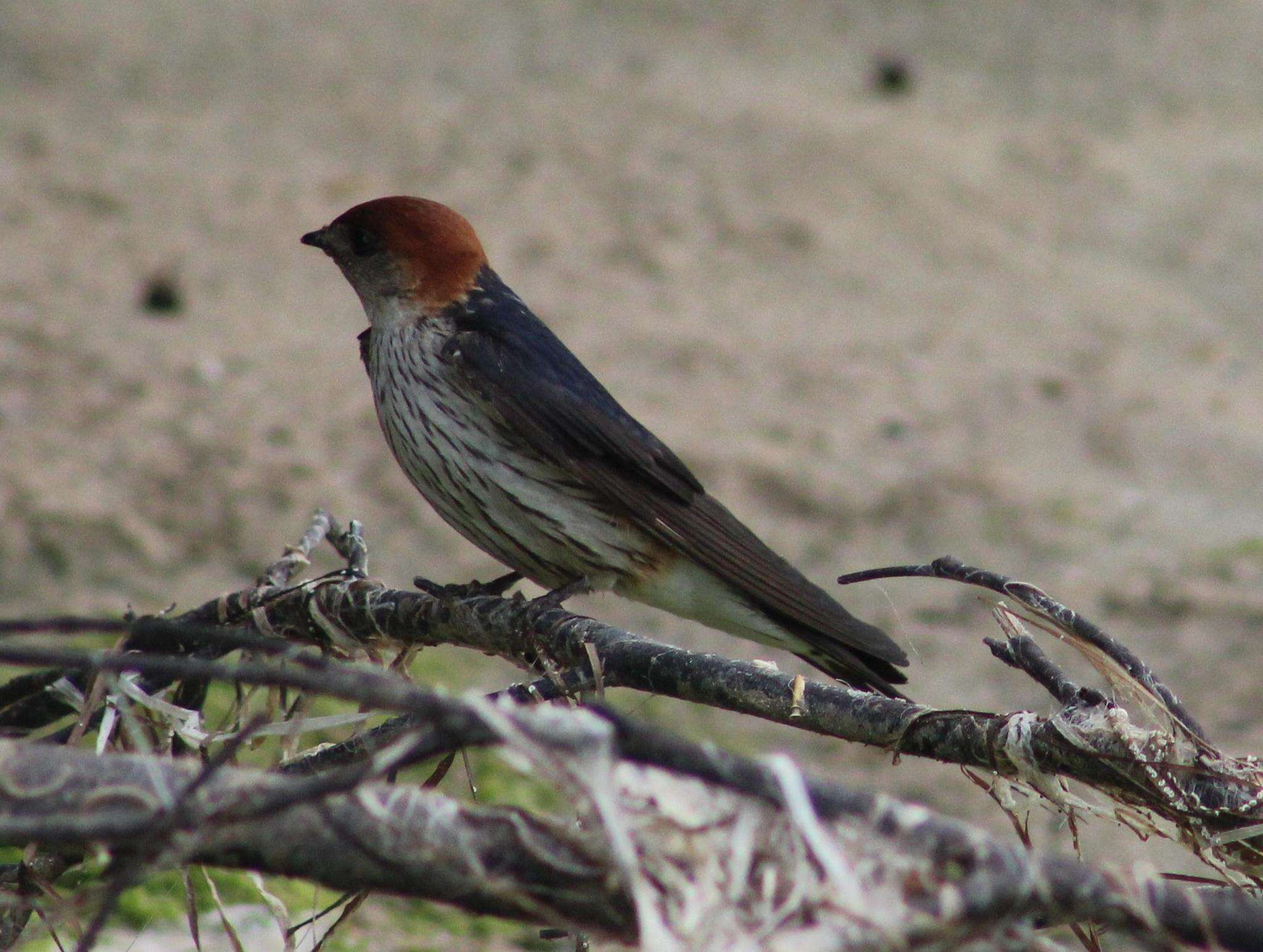 Image de Hirondelle à tête rousse