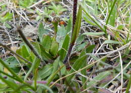 Image of Nuttall's rockcress