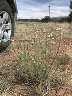 Sivun Astragalus lonchocarpus Torr. kuva