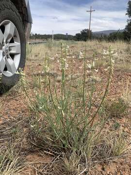 Image of rushy milkvetch