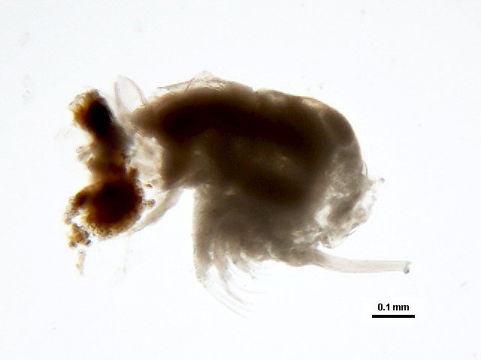 Image of predatory giant-eyed waterflea