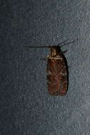 Image of Agonopterix lythrella Walsingham 1889