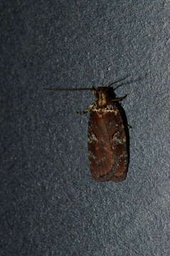 Imagem de Agonopterix lythrella Walsingham 1889