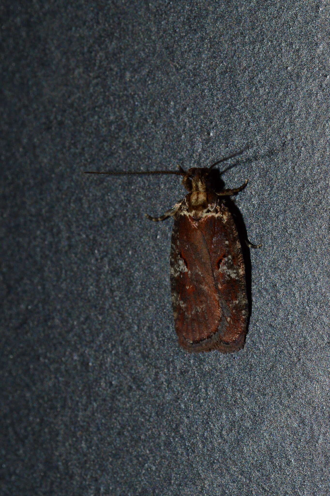 Image of Agonopterix lythrella Walsingham 1889