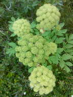 Image of Norwegian angelica