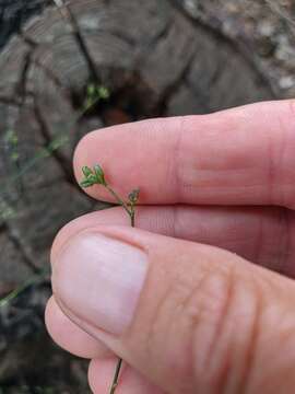 Image of Bupleurum asperuloides Heldr. ex Boiss.