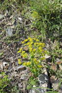 Image of Euphorbia iberica Boiss.