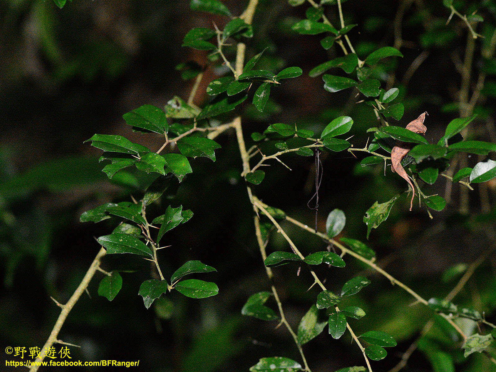 Image of Cudrania cochinchinensis (Lour.) Yakuro Kudo & Masamune
