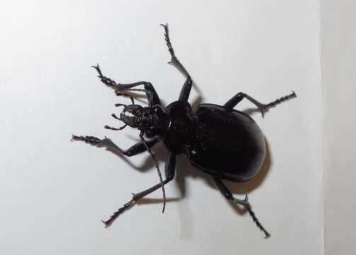 Слика од Calosoma (Carabosoma) marginale Casey 1897