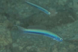 Image of Blue hana goby