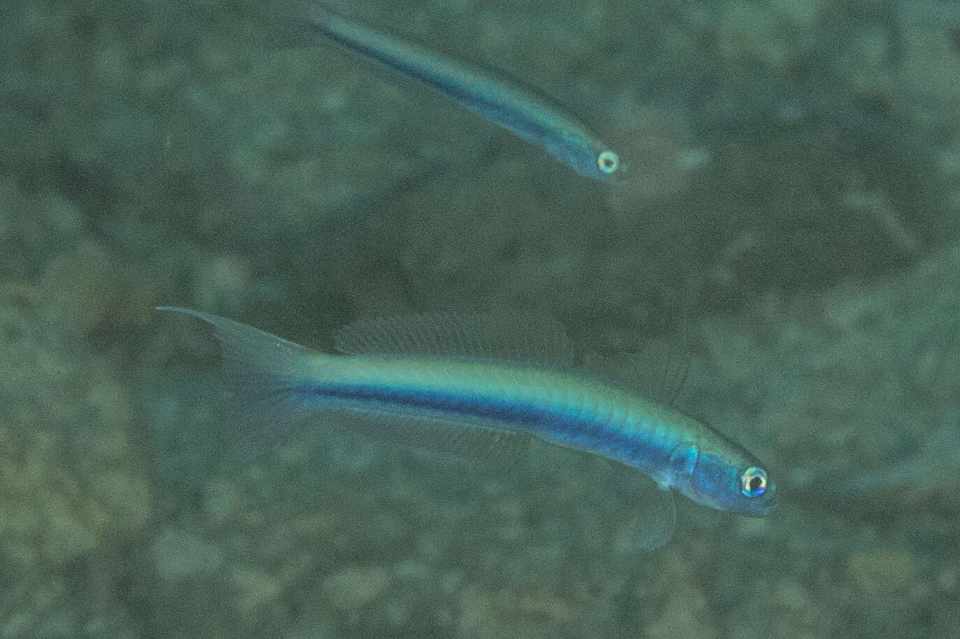 Image of Blue hana goby