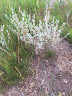 Image of field cudweed