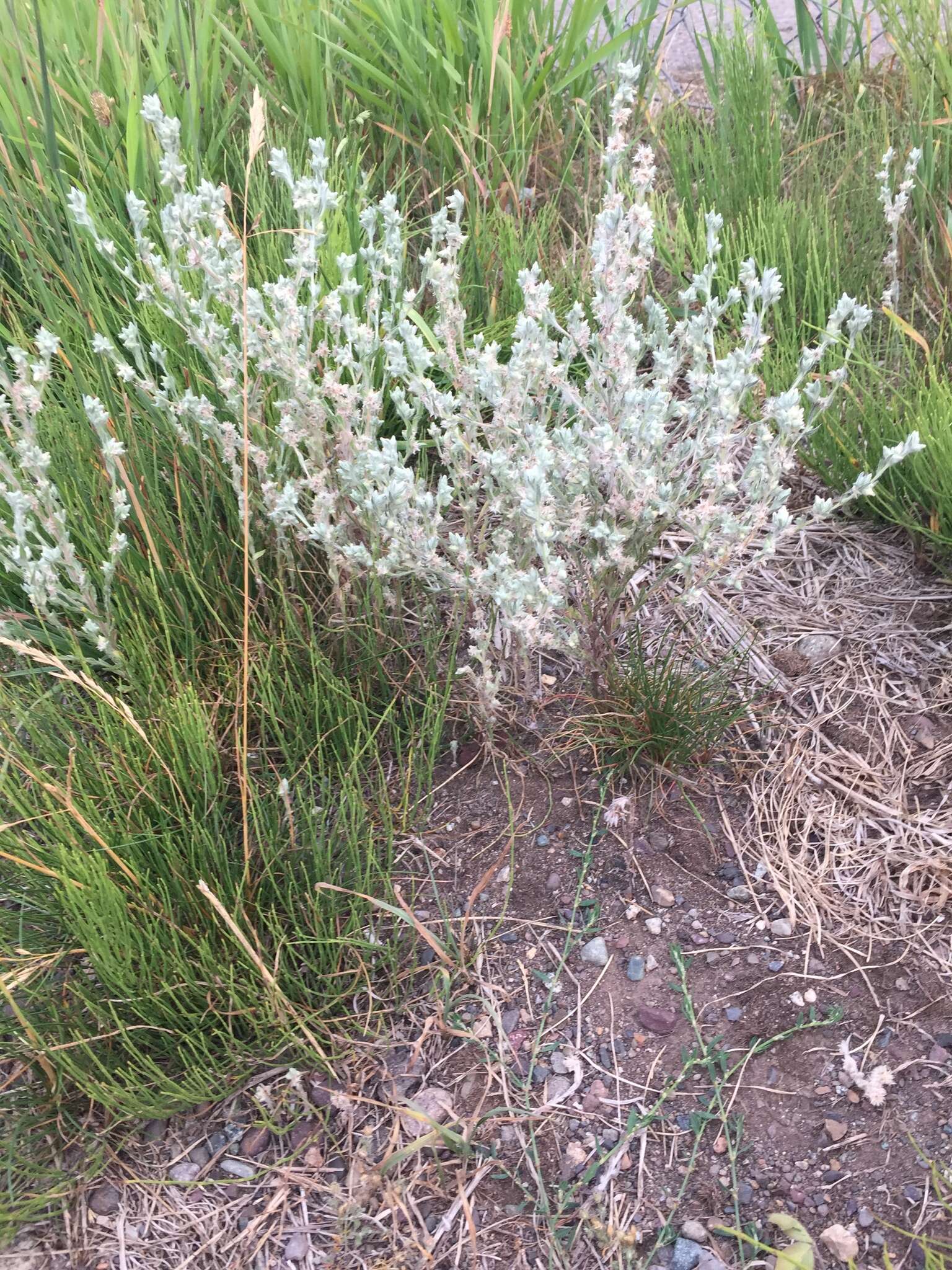 Image of field cudweed