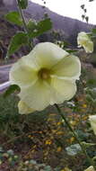 Image of hollyhock