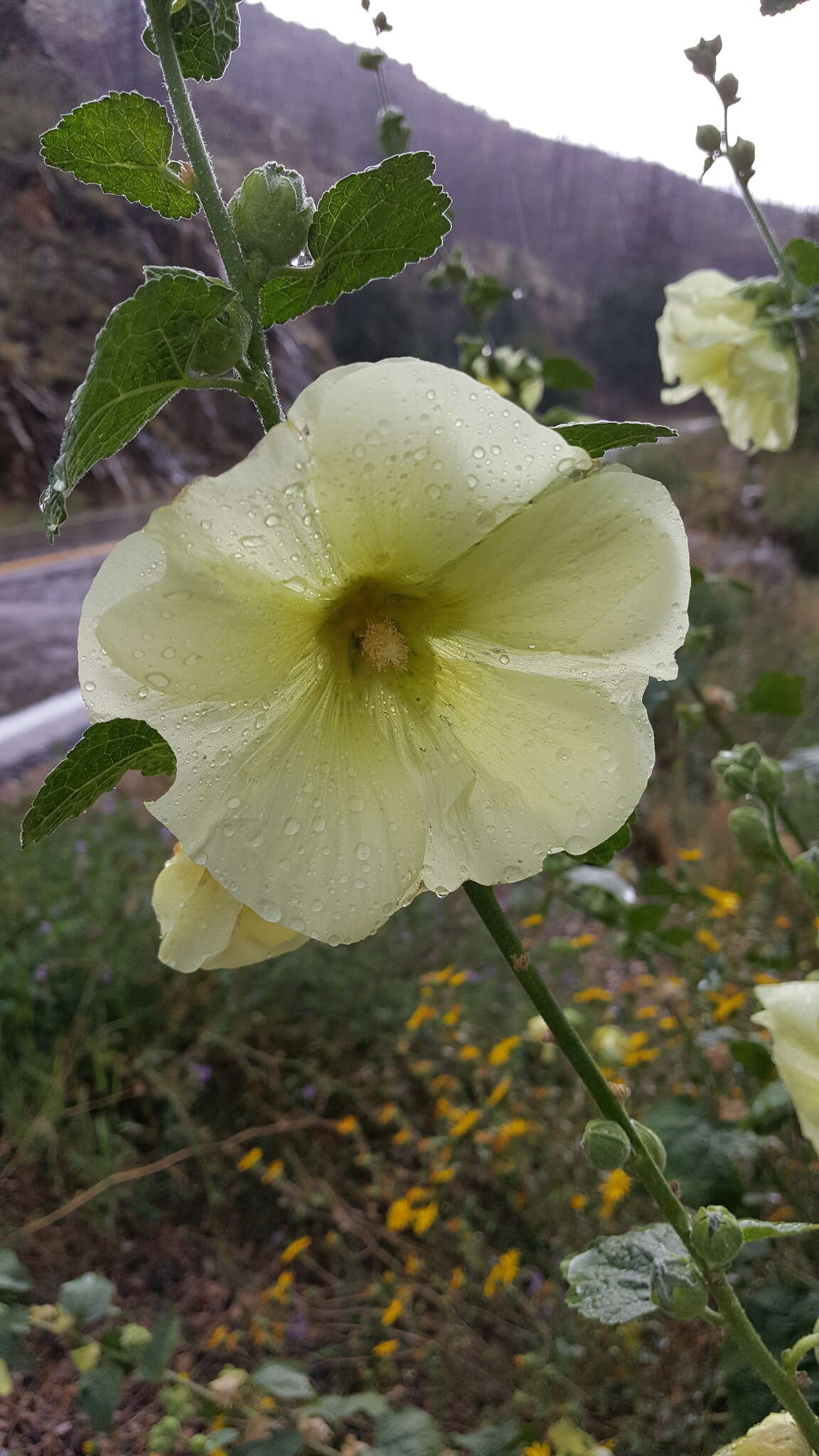 Image of hollyhock