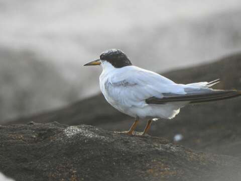 Image of Saunders's tern