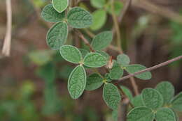 Image of showy pigeonpea