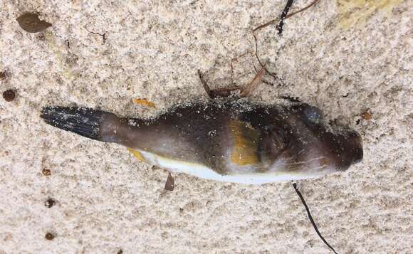 Image of Bluespotted Toadfish