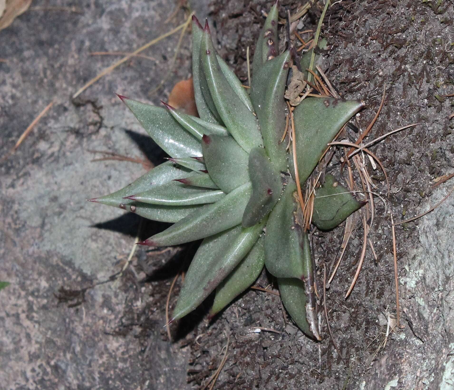 Image of Echeveria agavoides Lem.